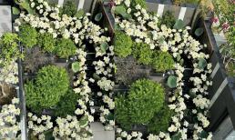 Mẹ đảm 'chơi trội', dậy từ 4 giờ sáng để trang trí cầu thang và sân thượng bằng 700 bông hoa sen bạch liên