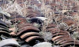 Một loại cỏ dại “hiếm gặp” nhưng lại mọc trên “mái nhà” mang tên “hoa ngói” và rất ngoan cường!