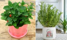 Ban công đâu chỉ trồng mỗi hoa, 3 loại cây này cũng rất thích hợp, không những vừa thơm vừa đẹp lại còn ăn được