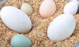 Ăn trứng cút, trứng ngỗng hay trứng gà tốt hơn? Đừng lo lắng về điều đó nữa, các chuyên gia sức khỏe sẽ cho bạn biết câu trả lời