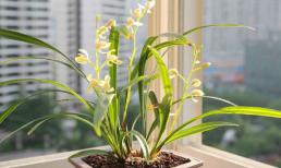 Để trồng lan vào mùa hè, hãy thực hiện “3 cần và 3 không cần”, cây phát triển, lá xanh mướt, ra hoa rực rỡ