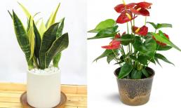 Người thuộc mệnh Thổ trồng ngay những cây phong thủy này để thu hút tài hộc và luôn vượng phát