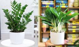 Người mệnh Kim nên trồng cây gì để sức khỏe dồi dào, tiền vào như nước?