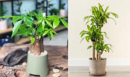 Người mệnh Mộc trồng cây gì để sự nghiệp thăng tiến, gia đạo bình an?