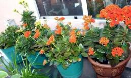 Hoa sống đời có thể cắt giâm khi nào?