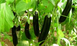 Nên mua cà tím dài hay cà tím tròn sẽ ngon hơn? Hóa ra chênh lệch lớn như vậy, sau khi biết bạn sẽ không bao giờ mua nhầm nữa