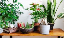 Sức khỏe không tốt nhớ đừng để 4 loại cây này trong nhà, kinh nghiệm thực tế và nghiên cứu khoa học đã chứng minh