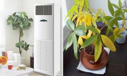 Cây cảnh tuyệt đối không đặt ở 3 vị trí 'tử huyệt' này, cây dễ bị úa vàng và thối rễ