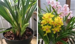 Làm sao để mua lan trong chậu vừa rẻ vừa chuẩn? Bật mí mẹo trồng lan trong chậu, dễ chăm sóc giai đoạn sau, hoa to, đẹp bốn mùa