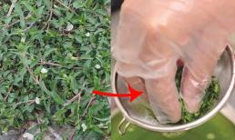 Loại cỏ mọc dại ven đường, ven bờ ruộng có tác dụng cầm máu, điều trị ung thư, biết sớm hưởng lợi sớm