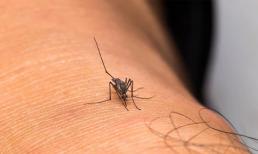 Có nhiều muỗi trong nhà? Đây là lời khuyên thực sự hữu ích giúp phòng ngừa lây nhiễm bệnh