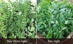 Loại rau dễ bị nhầm lẫn là rau ngót nhưng dinh dưỡng cao hơn nhiều lần, giúp điều trị ung thư, đái tháo đường