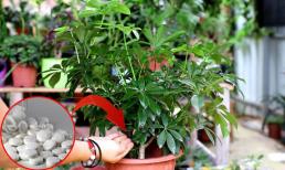 Nhà có loại thuốc này nhớ ném một viên vào chậu cây, vừa kích thích rễ lại diệt sạch sâu bệnh
