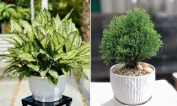 Người thuộc mệnh Thủy nên trồng cây gì trong nhà để chiêu tài, hút lộc?