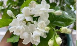 Làm thế nào để hoa nhài nở nhanh? Mẹo cắt tỉa sau khi ra hoa + chăm sóc cho bạn!