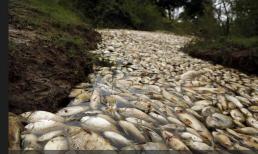 Có một dòng sông kỳ lạ ở châu Phi, đến mùa mưa thì đầy cá chết, sát nhân ở ngay bên cạnh nhưng ngư dân không dám lại gần?