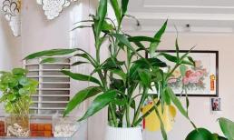 Cây phát lộc đặt ở 4 vị trí này trong nhà sẽ phát triển tốt và mang ý nghĩa tốt lành!