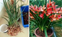 Để trồng 'phong lan' trong mùa hè, hãy học '1 mẹo nhỏ' này, tránh xa sâu bệnh và nhanh mọc chồi mới