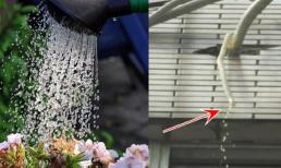 Loại 'nước thải' mà gia đình nào cũng có chính là 'nước vạn năng' để trồng hoa! Mạnh gấp 10 lần nước vo gạo