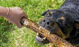 Bạn nên làm gì khi bị chó cắn? Không hoảng loạn! Ghi nhớ 4 kỹ năng này, có thể cứu mạng người lúc nguy cấp