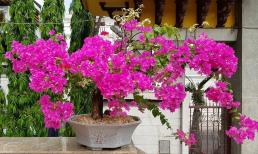 Khi hoa giấy ra nụ tuyệt đối không được làm 3 việc, biết để tránh kẻo nụ rụng sạch