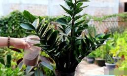 5 loại hoa được giới đại gia yêu thích nhất