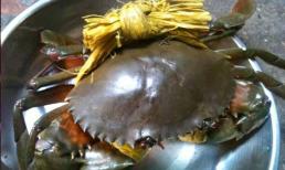 Khi bảo quản cua, đừng cho vào tủ lạnh, học mẹo này, cua sống được 7 ngày mà không bị gầy