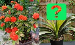 Người xưa: 'Đặt 3 cây cảnh này ở góc nhà, tài lộc tự đến, vận may tràn vào', đó là cây gì? 