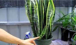 Cho lưỡi hổ bón phân và nước vào tháng 8, lá dày và trong, chồi mới và chồi bên phát triển nhanh chóng