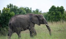 Voi có sản lượng thịt gấp chục lần heo, sao người ta không nuôi voi để lấy thịt ăn? 