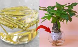 Cây kim ngân phát triển chậm, cứ 10 ngày lại tưới một loại nước tự ngâm, lá xanh mơn mởn, chồi non đâm tua tủa