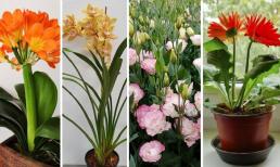 Vào tháng 8, trong nhà trồng 5 loại hoa này có nghĩa là đầy cát tường và may mắn. Gia đình bạn có bao nhiêu loại? 