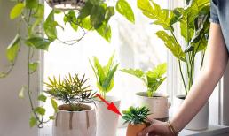 Cửa sổ được ví là 'đôi mắt của ngôi nhà', nên đặt cây gì để hút Thần Tài, may mắn cùng vận khí tốt? 