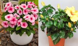 2 loài hoa khắc tinh với ung thư, vừa là thuốc quý lại nở hoa đẹp suốt quanh năm