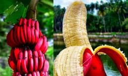 Loại chuối màu đỏ rất bắt mắt có gì mà đắt hơn chuối thường, nhiều người vẫn lùng mua?