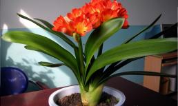 Lan quân tử phát triển quá chậm, 4 cách giúp lá xum xuê, dày xanh tươi và nhiều hoa