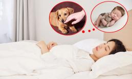 Mơ thấy chó cắn, sinh con là điềm gì? Chuyên gia giải mã
