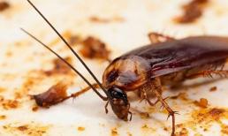 Gián có mùi khó chịu? Chuyên gia gia dụng Nhật Bản chỉ cách hay đuổi gián suốt 6 năm 