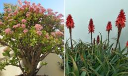 5 cây phong thủy hiếm khi nở hoa, nếu nở hoa sẽ mang đến tài lộc, may mắn cho gia chủ