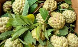 Ăn na sợ nhất là giòi, nhưng có một thứ trong quả na còn đáng sợ hơn nhiều, có thể gây ngộ độc