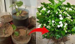 Đầu thu, cắm những cành hoa này xuống đất, rễ mọc nhanh, phát triển cực khỏe