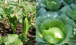 4 loại rau của mùa thu, 3 ngày nảy mầm, một tuần là thu hoạch, dễ trồng và bổ dưỡng