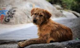 Trước khi chết, tại sao con chó lẻn trốn chủ bỏ nhà đi? Sự thật không đơn giản, sự khôn ngoan cuối cùng của động vật