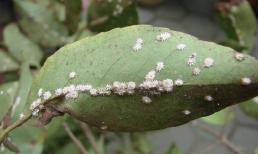 Cây trồng trong nhà bị nhiễm côn trùng quy mô? Hướng dẫn bạn cách loại bỏ côn trùng có vảy dễ dàng mà không tốn một xu