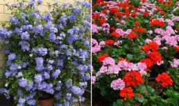4 loại cây nên trồng vào mùa thu, hoa nở đẹp và không sâu bệnh, rất dễ chăm sóc