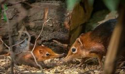 'Voi' nhỏ nhất thế giới đã biến mất 52 năm trước và xuất hiện trở lại: Nó trông giống như một con chuột và nặng chưa đến 1 kg!