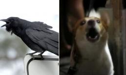 Quạ kêu, chó sủa, gà gáy lúc nửa đêm là điềm gì? Gia chủ cần thận trọng!
