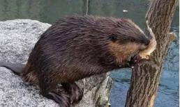 Loài vật 'ngu ngốc' nhất thế giới, IQ thấp đến mức sắp tuyệt chủng, chuyên gia: Tôi đã cố gắng hết sức