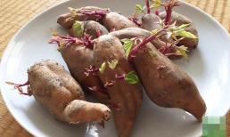 Khoai lang mọc mầm để lâu có ăn được không? Hãy cẩn thận 