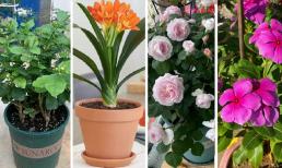 Đầu mùa thu, hãy 'cắt tóc' cho 7 loại hoa này càng sớm càng tốt, nếu không cắt tỉa thì sẽ là quá muộn 